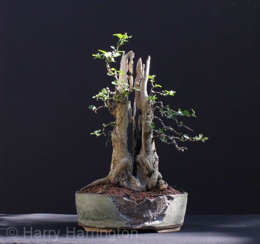 privet bonsai